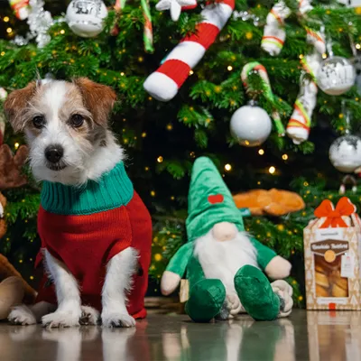 Perro con suéter rojo sentado frente al árbol de Navidad, junto a un gnomo de peluche y un paquete de galletas con la inscripción 'Runde Butter'.