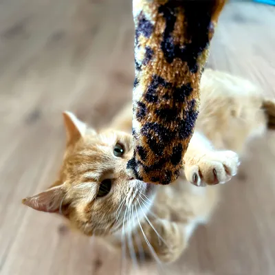 Červená kočka si hraje s hračkou s leopardím vzorem. Zaměření na interakci mezi kočkou a hračkou.