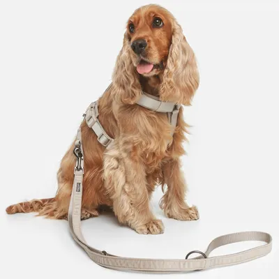 Hond met beige tuigje en bijpassende lijn, toont het gebruik van het product. Hond met beige tuigje en bijpassende lijn, toont het gebruik van het product.