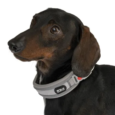 Zwarte hond met grijze halsband, zichtbaar is een logo met het opschrift 'ED'.