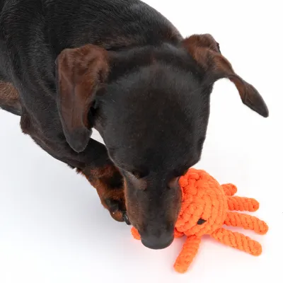 Hund spielt mit orangefarbenem Spielzeug in Form eines Oktopus aus geflochtenem Seil.