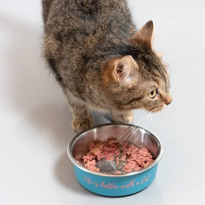 Braun getigerte Katze neben einem Napf mit Nassfutter. Auf dem Napf steht der Text: 'Life is better with a Cat'.