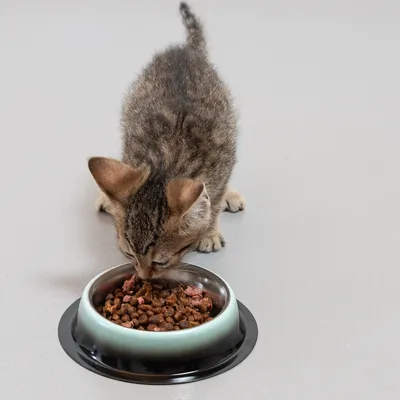 Kitten eating from a bowl with a wet and dry food mix.