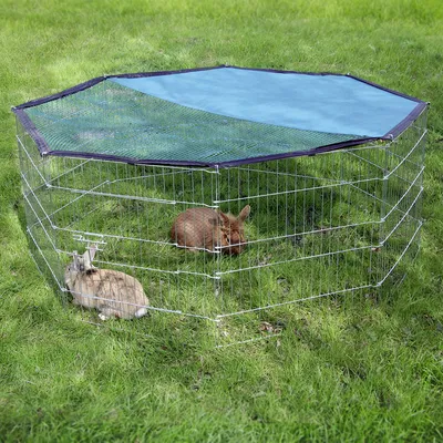 Recinto exterior de metal com proteção solar azul, adequado para pequenos animais. Dois coelhos no recinto sobre relva verde.