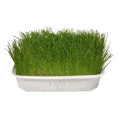 Barquette de jeunes pousses d’herbe verte dans un bac blanc avec le nom visible « mucki » sur le devant du récipient.