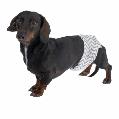 Teckel noir portant une couche pour chien à motif zigzag gris et blanc, vue latérale sur fond blanc.