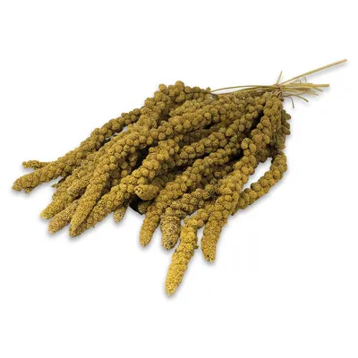 Bundle of dried millet sprays with yellowish seeds, stems tied together, shown on a white background. No visible brand or packaging.