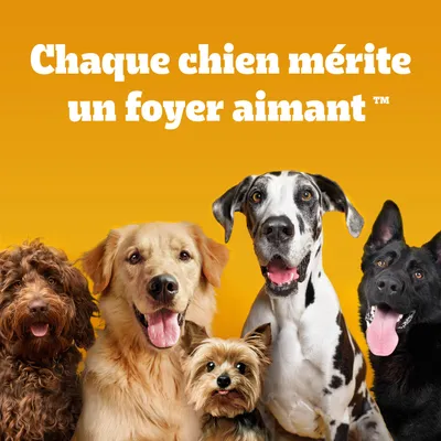 Texte : Chaque chien mérite un foyer aimant™ sur fond orange avec plusieurs chiens de différentes races visibles au premier plan.