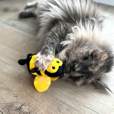 Chat à poils longs jouant avec une peluche en forme d’abeille jaune et noire sur un sol en bois. La peluche a des ailes jaunes et deux yeux noirs visibles.