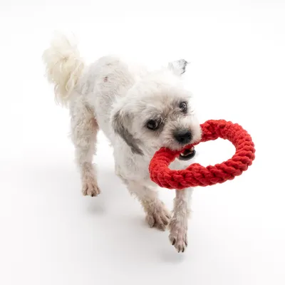 Cane che gioca con un gioco da masticare rosso in corda intrecciata. Il prodotto mostra l'uso del gioco per pet.