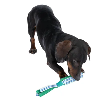 Cane che gioca con un gioco da masticare verde e bianco in tessuto e plastica.
