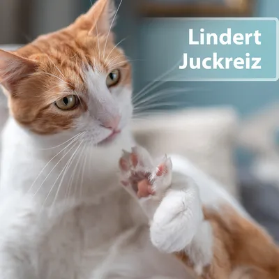Roter und weisser Kater hebt die Pfote. Text im Bild: Lindert Juckreiz.