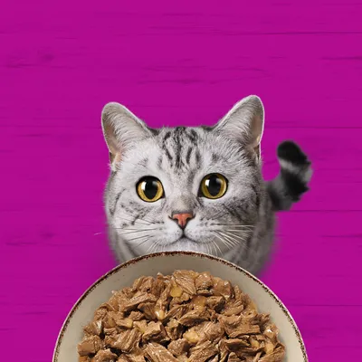 Chat gris regardant une gamelle remplie de morceaux de viande, sur un fond rose. Chat gris regardant une gamelle remplie de morceaux de viande, sur un fond rose.