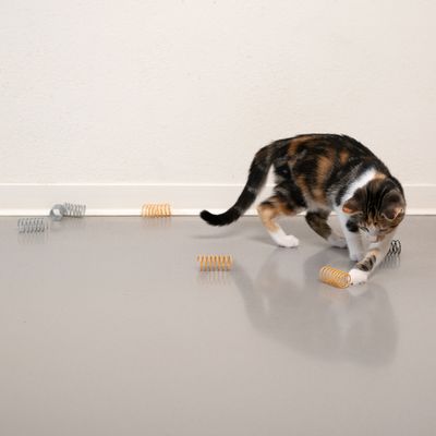 Kissa leikkii värikkäillä spiraalijousilla sileällä lattialla. Lelut eri väreissä: keltainen, hopea ja musta.