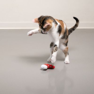 Chaton tigré jouant avec un petit jouet rouge en forme de bonnet à pompon blanc sur le sol.