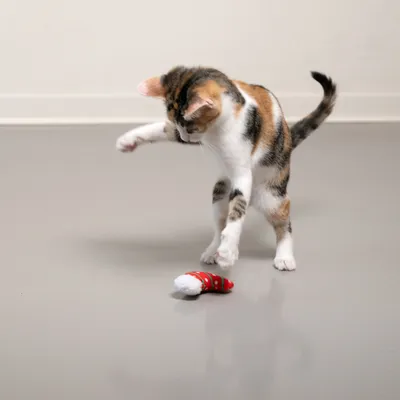 Toy for cats: red fabric toy with white plush end, suitable for playing and hunting.