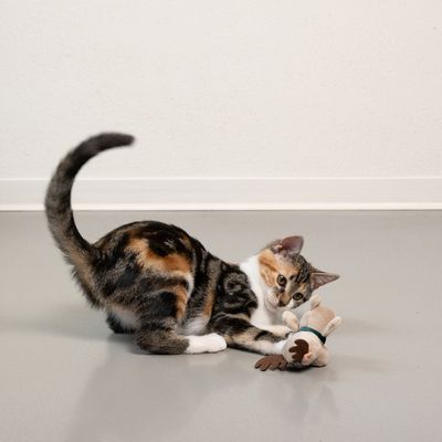 Kat spiller med et tøjdyr formet som en rensdyr på et gråt gulv.