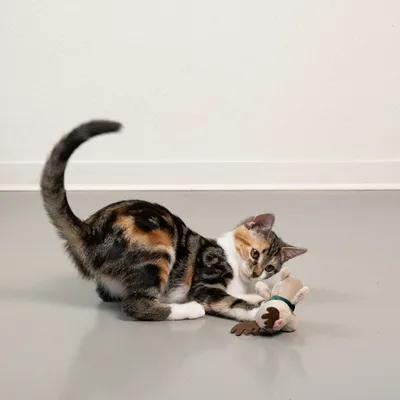 Cat playing with a fabric toy shaped like a reindeer on a grey floor.