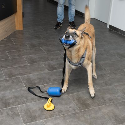 Set di giocattoli con contenitore blu, ventosa gialla e corda elastica per gioco interattivo.