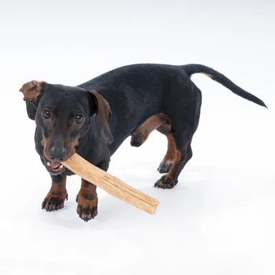 Hund spielt mit einem Kauspielzeug aus Holz. Produkt zeigt Nutzung des Spielzeugs durch Haustiere.