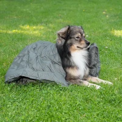 Pies leży na trawie pod szarym kocem używanym jako akcesorium outdoorowe.