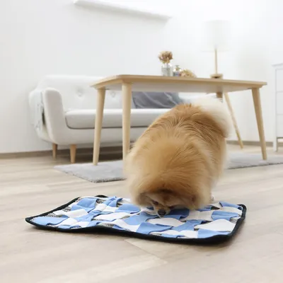 Petit chien à poils longs reniflant un tapis d’activité bleu et blanc posé au sol dans un salon moderne avec canapé et table en bois clair.