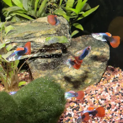 Mehrere Guppys mit roten Flossen in einem Aquarium mit Pflanzen, Steinen und Kiesboden.