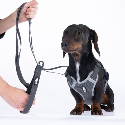 Hund bär en grå sele med Flexi-logotyp, kopplad till ett grått koppel. Hand håller i kopplet.