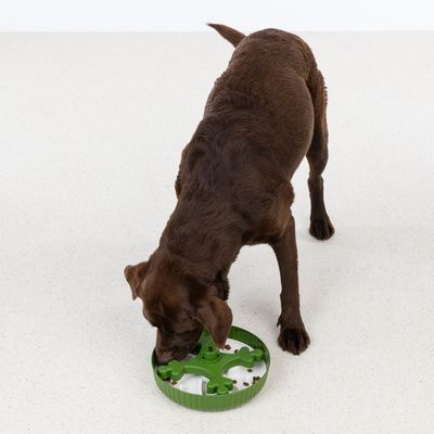 Cane marrone mangia da una ciotola anti-ingozzamento verde con fondo bianco e ostacoli per rallentare l'assunzione del cibo.