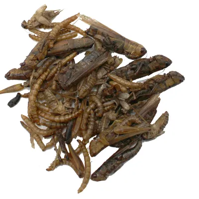 Getrocknete Insektenmischung, bestehend aus Grillen, Mehlwürmern und Heuschrecken. Getrocknete Insektenmischung, bestehend aus Grillen, Mehlwürmern und Heuschrecken.