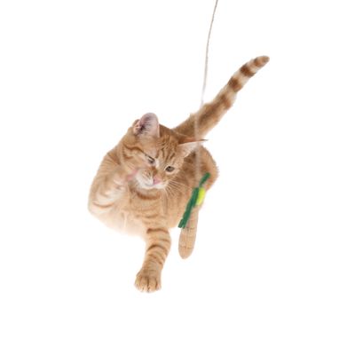 Gato rojo juega con una caña de juguete colgante con accesorios verdes y amarillos.