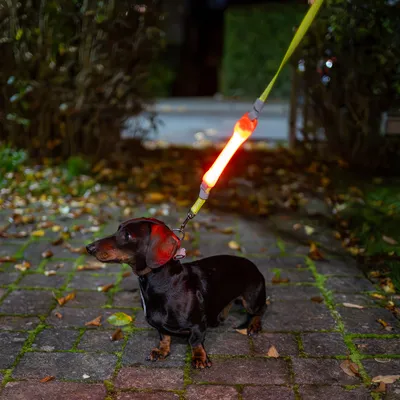 Leuchtende Hundeleine mit rotem LED-Licht für bessere Sichtbarkeit bei Dunkelheit, befestigt an einem kleinen schwarzen Hund.