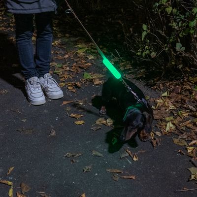 Chien en laisse avec accessoire lumineux vert fluo visible la nuit, tenu par une personne sur un trottoir couvert de feuilles.