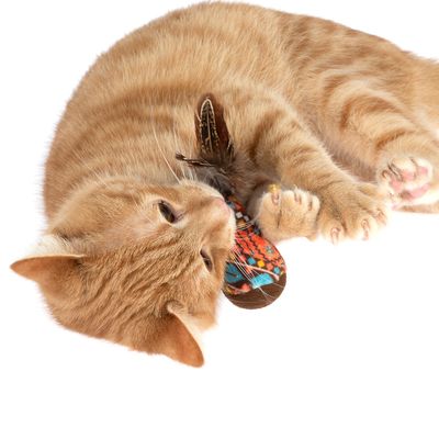 Chat roux allongé tenant un jouet en tissu coloré avec plumes visibles entre ses pattes sur fond blanc.