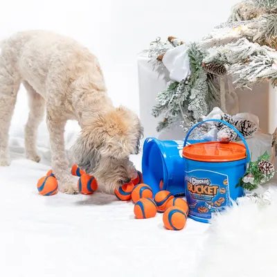 Seau bleu Chuckit! Bucket avec couvercle orange, plusieurs balles orange et bleues éparpillées, chien beige reniflant une balle. Marque Chuckit! visible sur le seau.