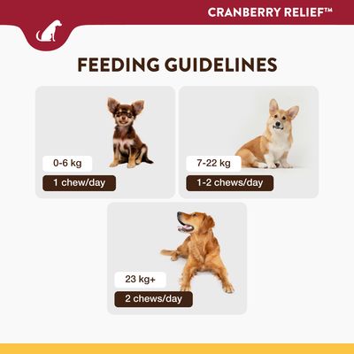 Conseils d’alimentation Cranberry Relief : 0–6 kg 1 chew/jour, 7–22 kg 1–2 chews/jour, 23 kg+ 2 chews/jour. Trois chiens illustrent chaque catégorie de poids.