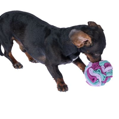 Hond speelt met een kleurrijke stoffen bal van paarse, groene en blauwe stoffen stroken.