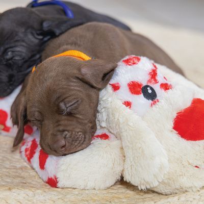 Deux chiots endormis, l’un marron avec un collier orange et l’autre noir, reposent sur une peluche blanche à taches rouges en forme de chien.