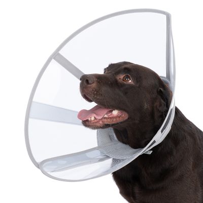 Cane marrone con collare protettivo trasparente, bordo grigio e chiusura in velcro.