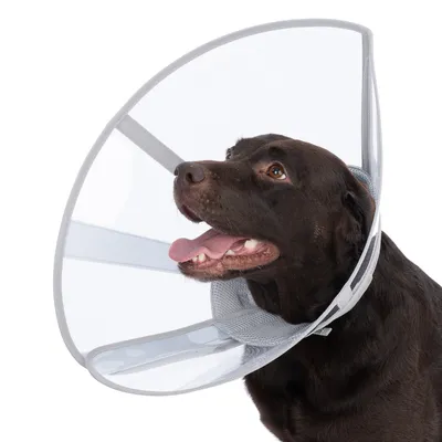 Cane marrone con collare protettivo trasparente, bordo grigio e chiusura in velcro.