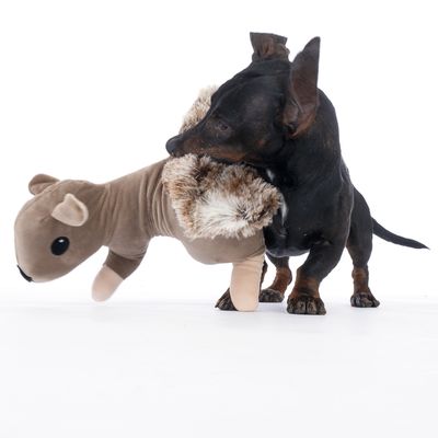 Cão brinca com um brinquedo de peluche castanho em forma de esquilo com detalhes em pelo.