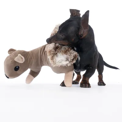 Cão brinca com um brinquedo de peluche castanho em forma de esquilo com detalhes em pelo.