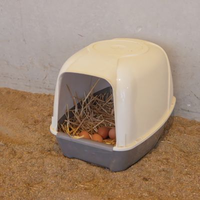 Bac en plastique gris et blanc avec couvercle, rempli de paille et contenant plusieurs œufs bruns à l’intérieur, posé sur du sable.
