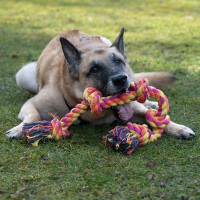 Cane che gioca con un colorato gioco da masticare in corda intrecciata su un prato.