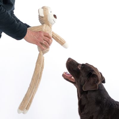 Cane marrone guarda un gioco di peluche a forma di scimmia tenuto da una mano.
