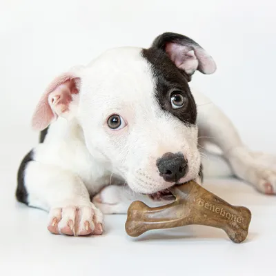 Chien blanc et noir tenant un jouet à mâcher en forme d’os avec l’inscription « Benebone » visible sur le jouet.