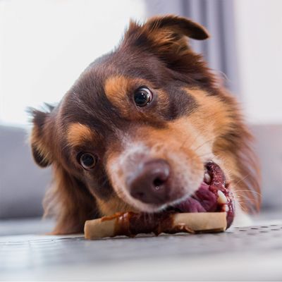 Pes žvýká žvýkací kost. Je předvedeno použití produktu.