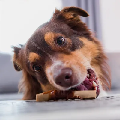 Cane che mastica un osso da masticare. Dimostrazione dell'uso del prodotto.