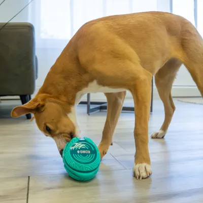 Hund leker med en turkos KONG-leksak på ett trägolv.