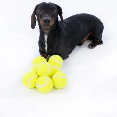 Svart hund bredvid en hög gula tennisbollar på vit bakgrund.